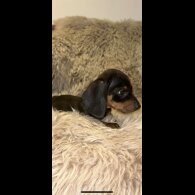 Dachshund (Standard &amp; Miniature) - Both