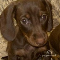 Dachshund (Standard & Miniature) - Both