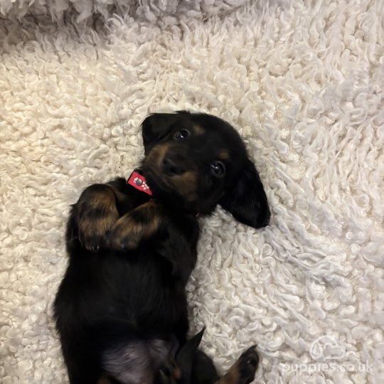 Dachshund (Standard & Miniature) - Both