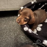 Dachshund (Standard & Miniature) - Both