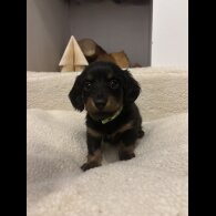 Dachshund (Standard &amp; Miniature) - Both