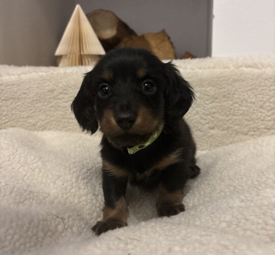 Dachshund (Standard &amp; Miniature)