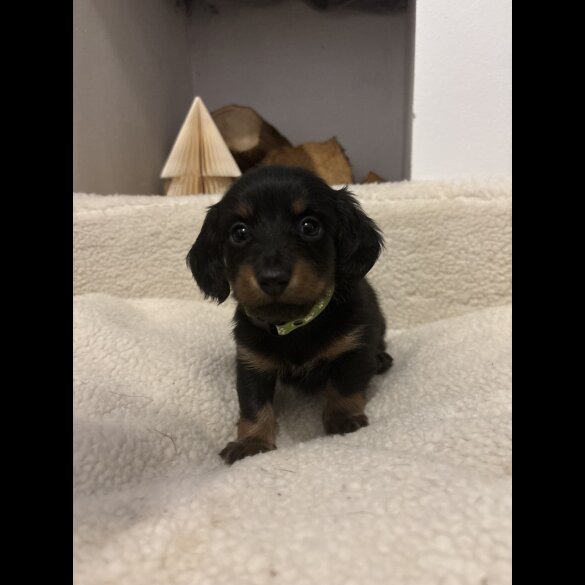 Dachshund (Standard &amp; Miniature) - Both