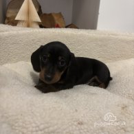 Dachshund (Standard & Miniature) - Both