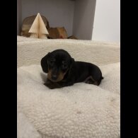 Dachshund (Standard &amp; Miniature) - Both