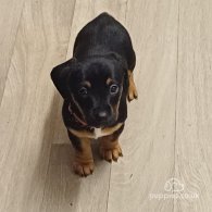 Dachshund (Standard & Miniature) - Both