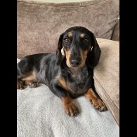 Dachshund (Standard &amp; Miniature) - Both