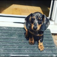 Dachshund (Standard &amp; Miniature) - Both