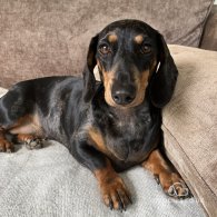 Dachshund (Standard & Miniature) - Both