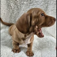 Dachshund (Standard &amp; Miniature) - Both