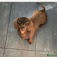 Dachshund (Standard & Miniature) - Bitches