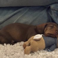 Dachshund (Standard & Miniature) - Both