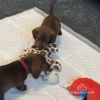 Dachshund (Standard & Miniature) - Both