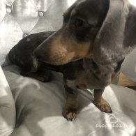 Dachshund (Standard & Miniature) - Dogs