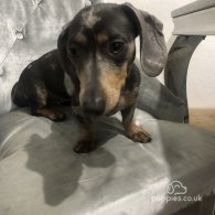 Dachshund (Standard & Miniature) - Dogs