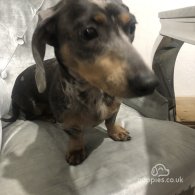 Dachshund (Standard & Miniature) - Dogs