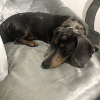 Dachshund (Standard & Miniature) - Dogs