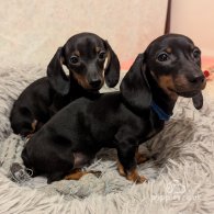 Dachshund (Standard & Miniature) - Dogs