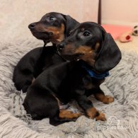 Dachshund (Standard & Miniature) - Dogs