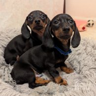 Dachshund (Standard & Miniature) - Dogs