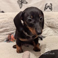 Dachshund (Standard & Miniature) - Dogs