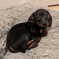 Dachshund (Standard & Miniature) - Dogs