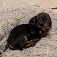 Dachshund (Standard & Miniature) - Dogs