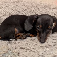 Dachshund (Standard & Miniature) - Dogs