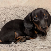 Dachshund (Standard & Miniature) - Dogs