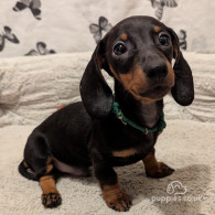 Dachshund (Standard & Miniature) - Dogs