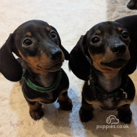 Dachshund (Standard & Miniature) - Dogs