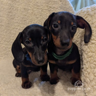 Dachshund (Standard & Miniature) - Dogs