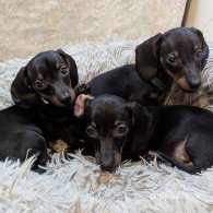 Dachshund (Standard & Miniature) - Dogs