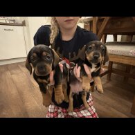 Dachshund (Standard &amp; Miniature) - Both