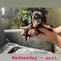 Dachshund (Standard & Miniature) - Both