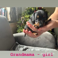 Dachshund (Standard & Miniature) - Both