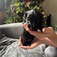 Dachshund (Standard & Miniature) - Both