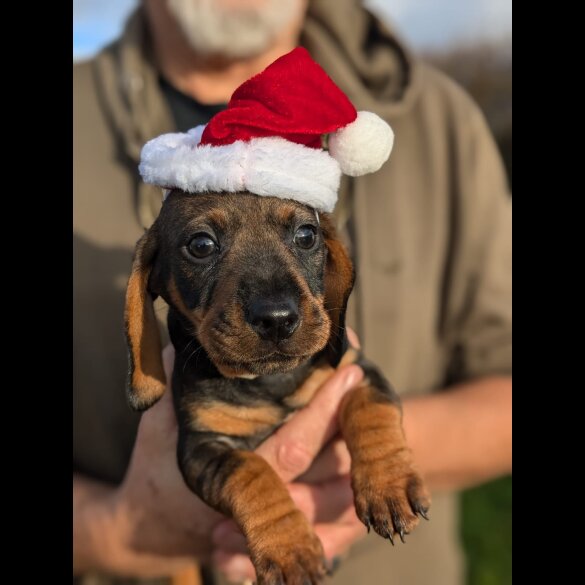 Dachshund (Standard &amp; Miniature) - Both