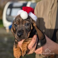 Dachshund (Standard & Miniature) - Both