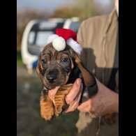 Dachshund (Standard &amp; Miniature) - Both