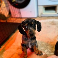 Dachshund (Standard & Miniature) - Both