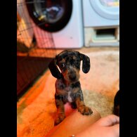 Dachshund (Standard &amp; Miniature) - Both