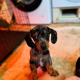 Dachshund (Standard &amp; Miniature) - Both