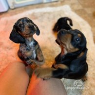 Dachshund (Standard & Miniature) - Both