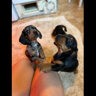 Dachshund (Standard &amp; Miniature) - Both