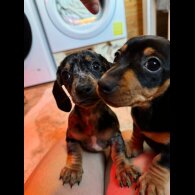 Dachshund (Standard &amp; Miniature) - Both