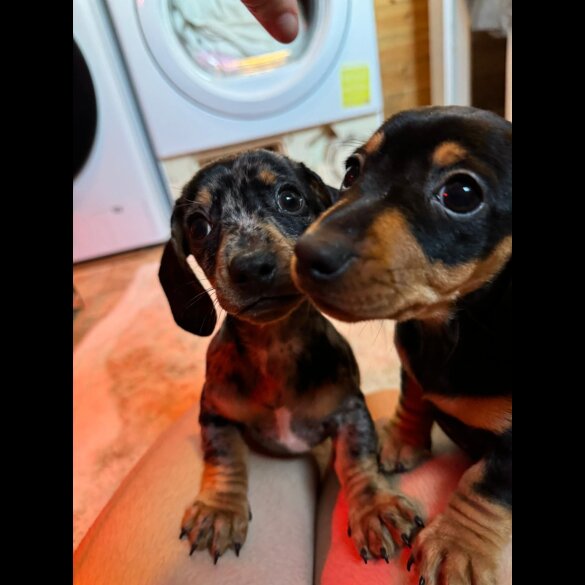 Dachshund (Standard &amp; Miniature) - Both