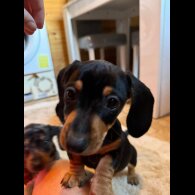 Dachshund (Standard &amp; Miniature) - Both