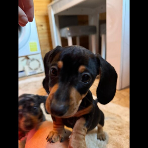 Dachshund (Standard &amp; Miniature) - Both