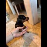 Dachshund (Standard &amp; Miniature) - Both